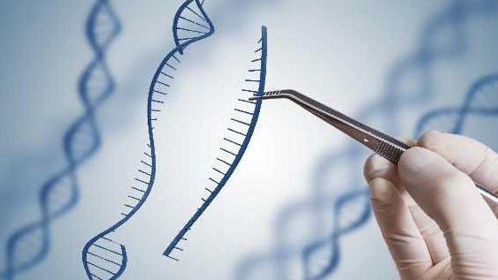 WHO sẽ quản lý giám sát việc chỉnh sửa bộ gen người