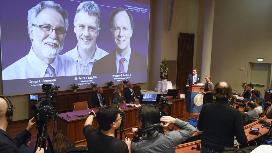 Nobel Y học 2019 xướng tên ba nhà khoa học Mỹ và Anh