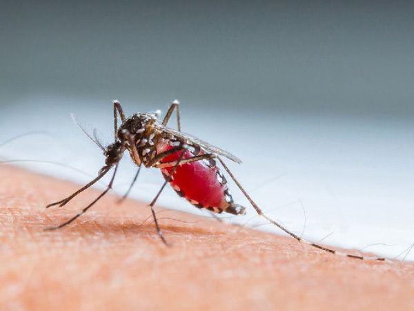Mọi người đều cho rằng nguyên nhân gây sốt xuất huyết trước đây chỉ đến từ muỗi Aedes.