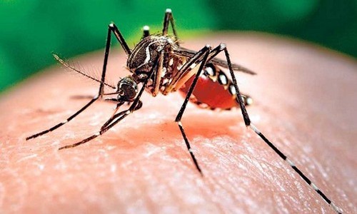 Việt Nam sẽ dự báo được dịch sốt xuất huyết trước sáu tháng