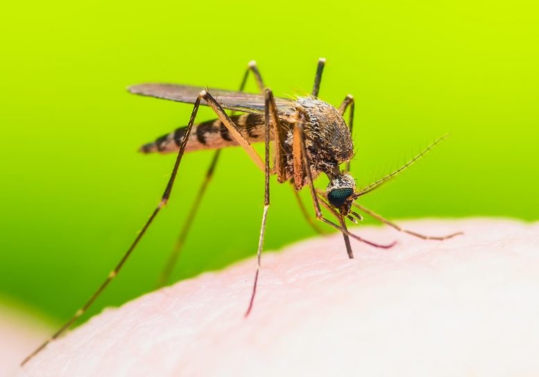 Virus Zika truyền qua muỗi gây bệnh đầu nhỏ cho trẻ sơ sinh.