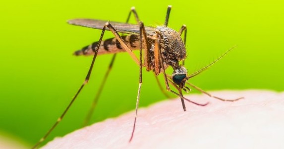 Nghiên cứu thành công vaccine phòng chống virus Zika