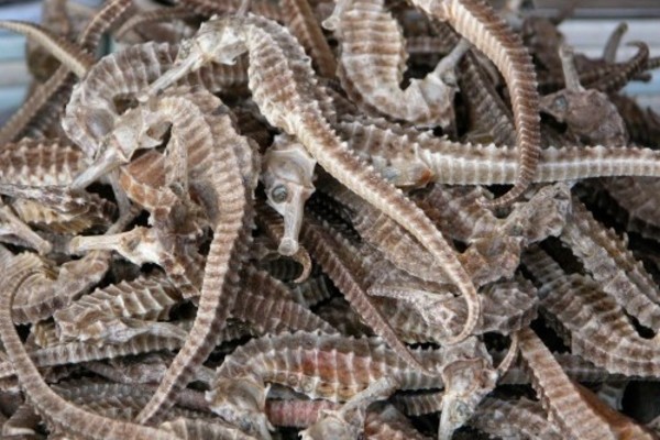 Vị thuốc hải mã