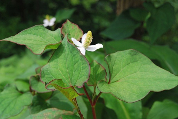 Rau diếp cá - Hình minh họa: awaytogarden.com