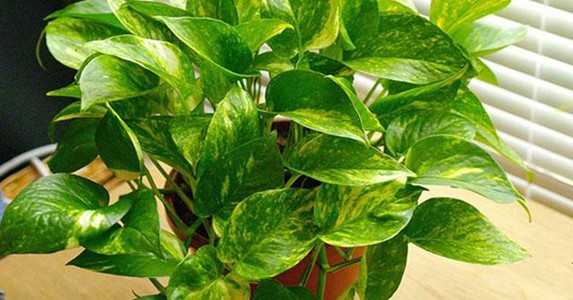 Tác dụng không ngờ của cây vạn niên thanh