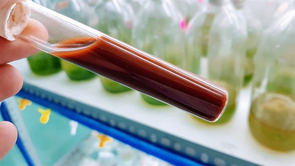 Red algae (haematococus pluviallis) is grown in a tube at the laboratory in Da Nang. The algae species can be used as food at aquaculture farms. Photo courtesy of Trinh Dang Mau