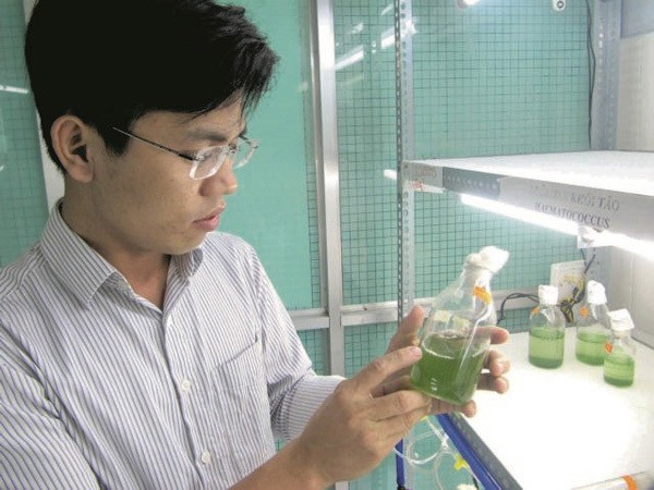 Dr Trinh Dang Mau checks algae growing in a lab at Da Nang's Teachers College. It's the first biological laboratory and gene research and development centre in central Vietnam. VNS Photo Cong Thanh