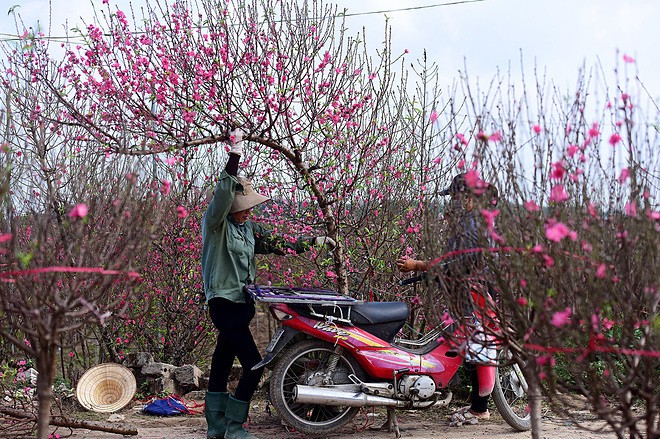 Đào khoe sắc tại vườn đào Nhật Tân. Ảnh: Giang Huy