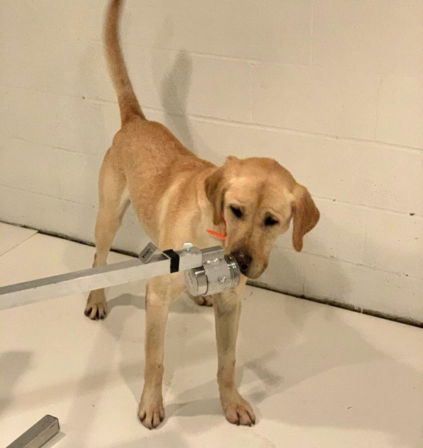 Một chú chó giống Labrador được huấn luyện để ngửi mùi mẫu bệnh phẩm nhiễm nCoV. Ảnh: Pen Vet