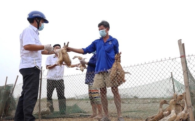 Ngành chức năng tiến hành tiêm ngừa trên đàn gia cầm ở huyện Hồng Ngự.