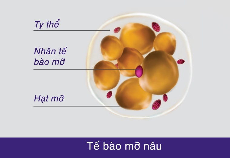 Tế bào mỡ nâu