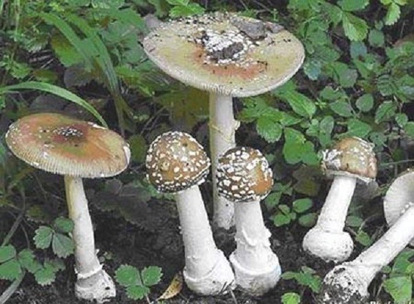 Nấm mũ khía nâu xám (Inocybe fastigiata hoặc Inocybe rimosa)