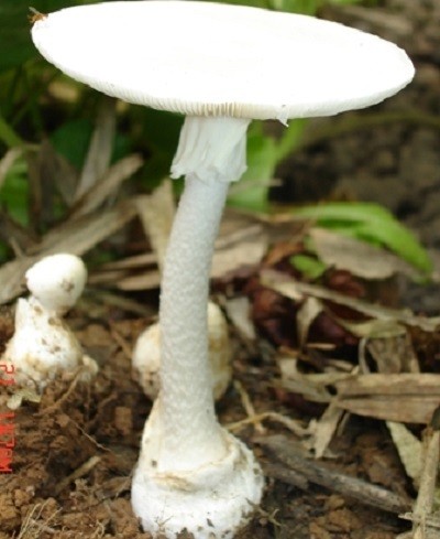 Nấm độc tán trắng (Amanita verna)