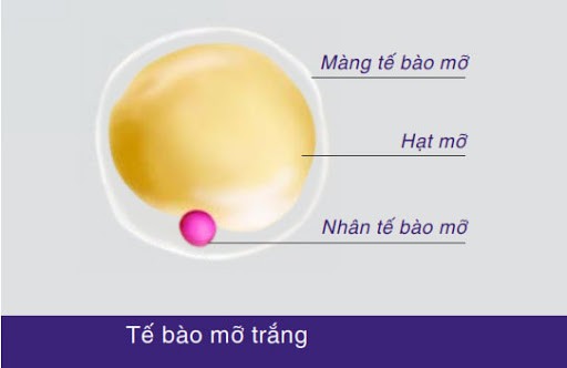 Tế bào mỡ trắng