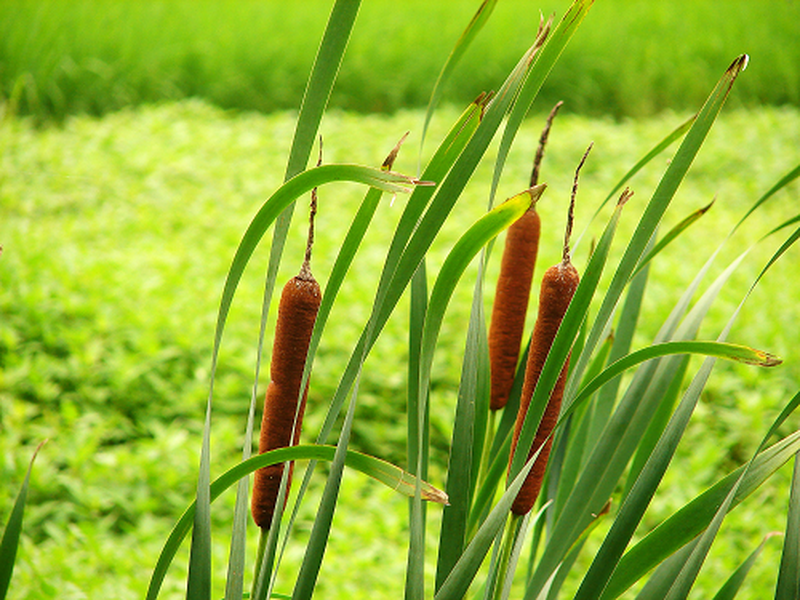 Cây cỏ nến