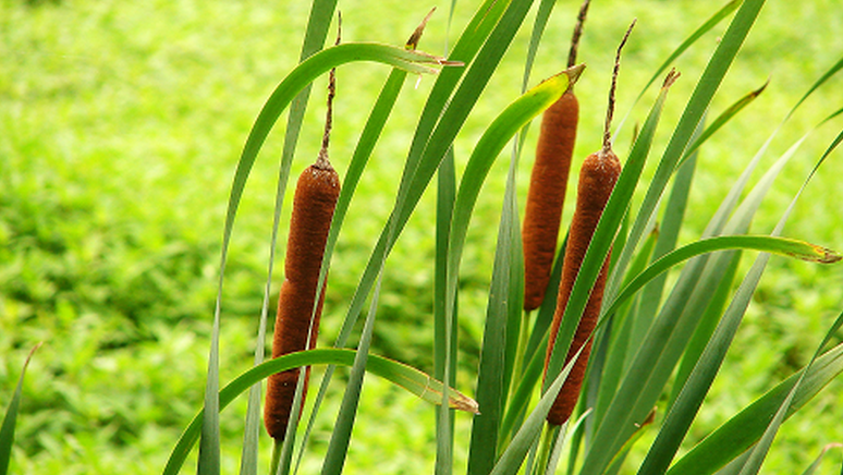 Cỏ nến - Cây thuốc quý trong đầm lầy