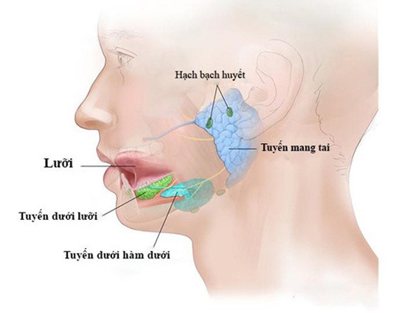 Các tuyến nước bọt trong cơ thể