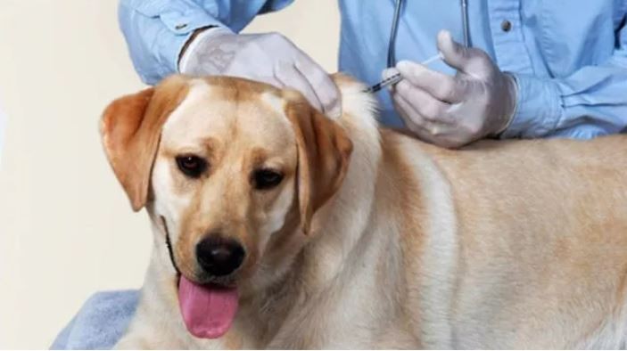Tiêm phòng vắc-xin dại cho chó, mèo cũng là cách phòng, chống bệnh dại hiệu quả nhất.