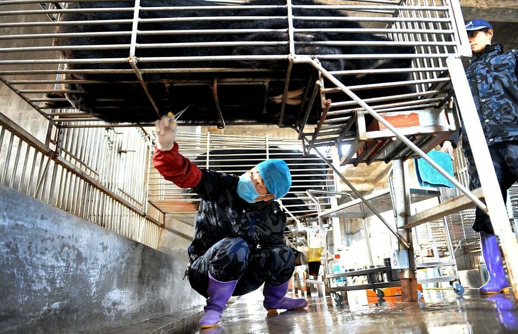 Một công nhân đang lấy mật gấu tại trang trại phía đông nam, Trung Quốc vào năm 2012. Ảnh: AFP