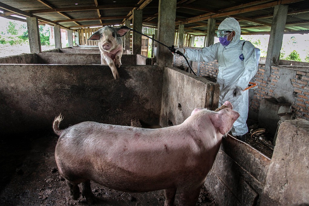 Trung Quốc bác cảnh báo 'chủng cúm lợn có thể thành đại dịch'