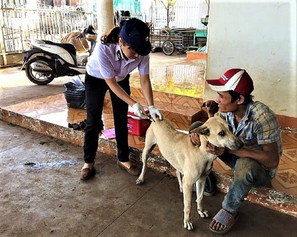 Cán bộ thú y huyện Cư M’gar tiêm phòng dại cho đàn chó ở địa phương.