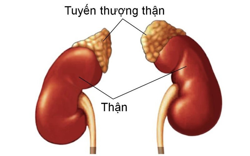 Mô hình vị trí tuyến thượng thận và thận.