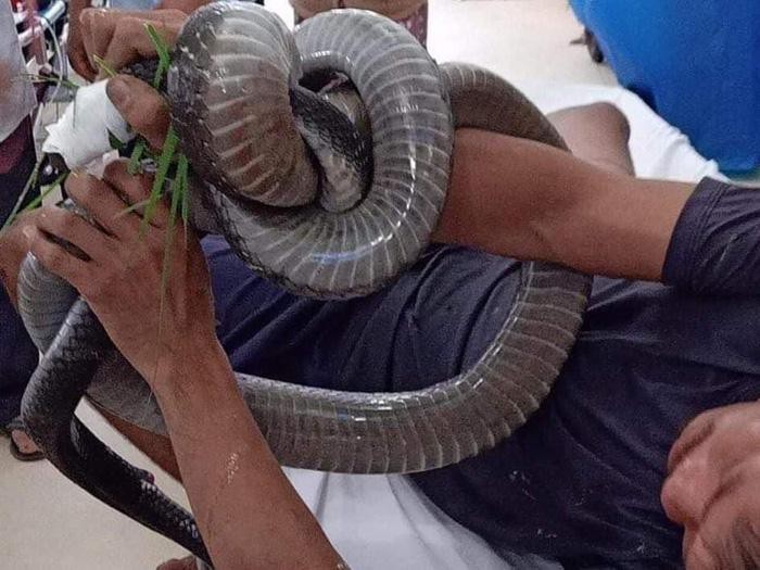Bác sĩ ớn lạnh khi bệnh nhân mang rắn hổ mang dài gần 3m vào cấp cứu