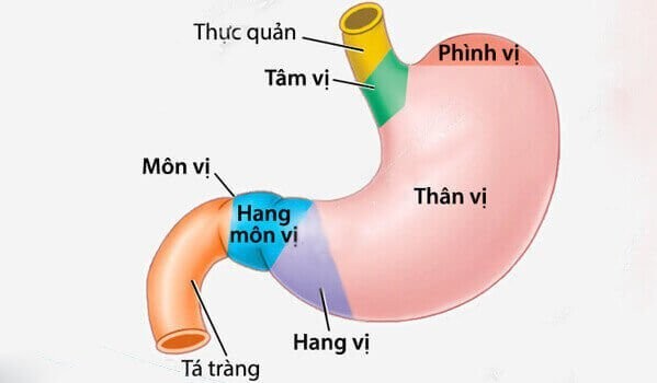 Vị trí của tâm vị trọng dạ dày.