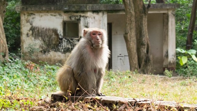 12 con khỉ thử nghiệm vaccine Covid-19