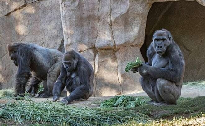 Các con khi đột trong Vườn thú San Diego Safari được xét nghiệm nCoV ngày 10/1. Ảnh: Reuters