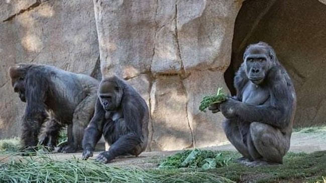 Hai con khỉ đột đầu tiên lây nhiễm nCoV từ người