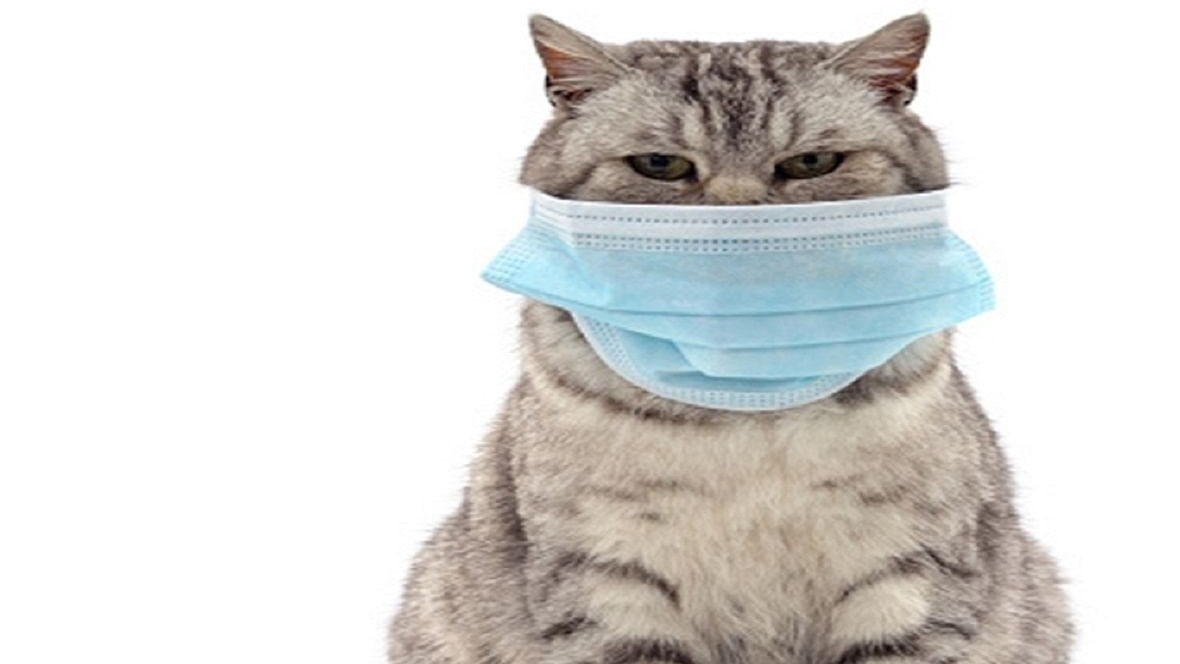 Con mèo đầu tiên tại Hàn Quốc nhiễm nCoV