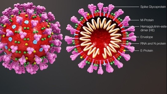 Phát hiện virus mới giống SARS-CoV-2 tới 94,5%