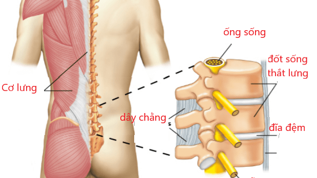 Đột ngột đau lưng báo hiệu bệnh gì?