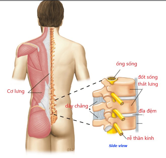 Cấu tạo phần lưng và cột sống. Ảnh: YouMed.