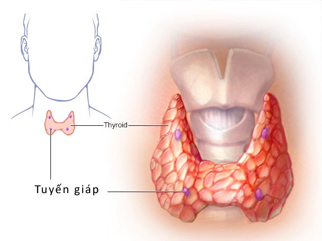 Vị trí tuyến giáp ở cổ