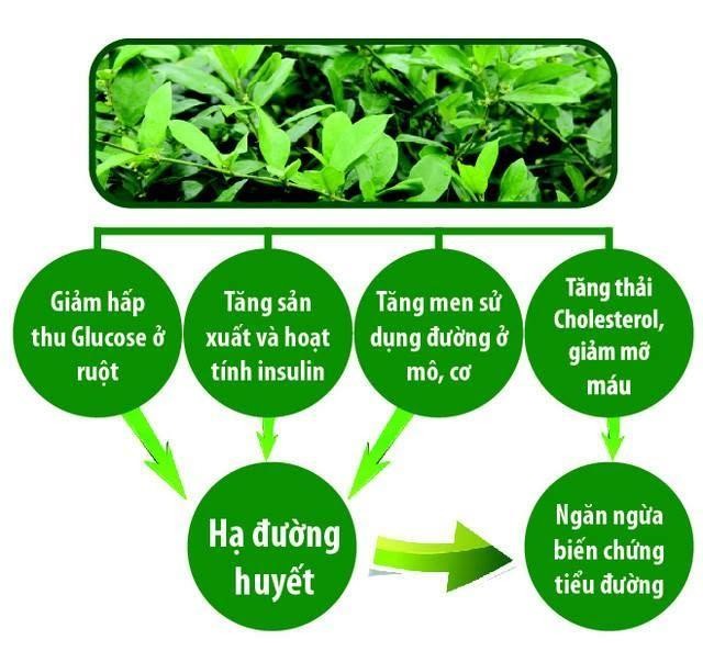 Tác dụng hạ đường huyết của dây thìa canh.