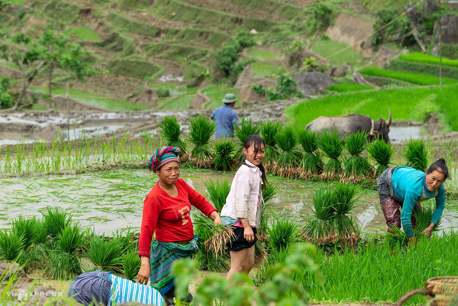 In Muong Hum, a remote commune around five kilometers from Sang Ma Sao, local women flock to their fields to plant new rice.

Bat Xat is home to ethnic minority groups H'mong, Dao and Ha Nhi.