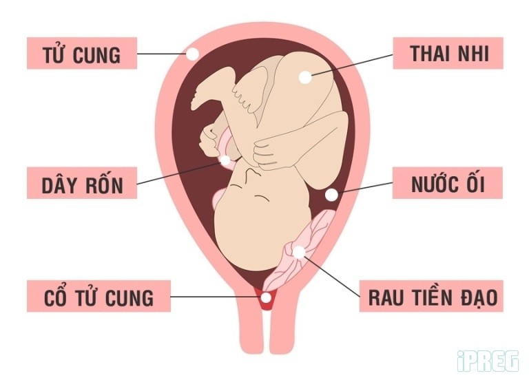 Nhau tiền đạo - Ảnh minh họa