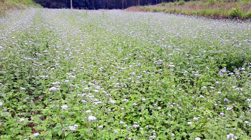 Cánh đồng hoa cứt lợn - Ảnh minh họa