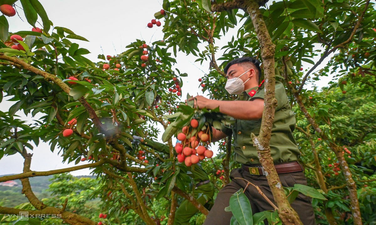 A policeman harvests lychees in Luc Ngan District, June 2021. Photo by VnExpress/Giang Huy.