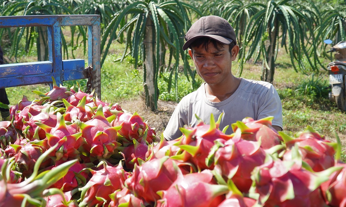 A farmer harvests dragon fruit in the central province of Binh Thuan in August 2020. Photo by VnExpress/Viet Quoc.