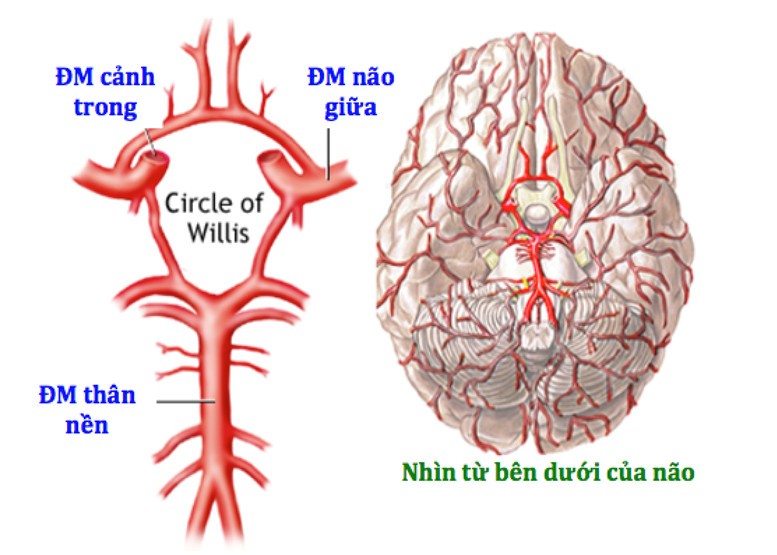 Nhận biết đột quỵ