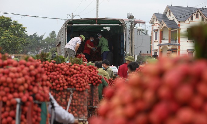 Litchi is mainly grown in the northern province of Bac Giang. Photo by Ngoc Thanh.