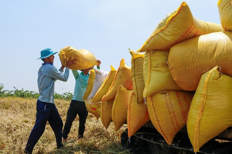 Nông dân thị xã Ngã Năm (Sóc Trăng) thu hoạch lúa.