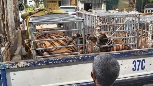 Phát hiện 17 con hổ lớn nuôi nhốt trái phép trong nhà dân ở Nghệ An