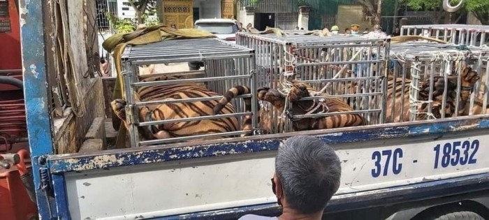 Gia chủ chế cũi và nhiều thiết bị chuyên biệt để nuôi nhốt hổ nhằm qua mặt lực lượng chức năng