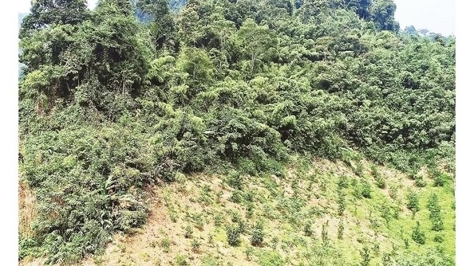 Vietnam's forestry production is expected to rise 5.5% annually in 2021-2025 period. (Photo: NDO)