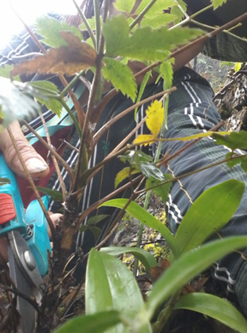 A plant under the Xyloselinum Pimenov & Kljuykov genus is being extracted as a sample for the study  in Dong Van District, Ha Giang Province. Photo courtesy of VAST