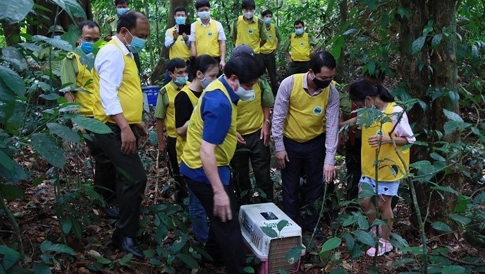 Releasing animals back to nature at the Cuc Phuong National Park in the northern province of Ninh Binh. (Photo: the Cuc Phuong National Park )